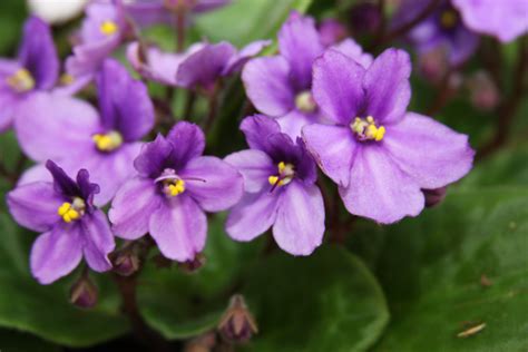 plants that are similar to violets